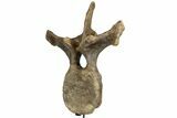Triceratops Dorsal Vertebrae On Stand - North Dakota #77971-2